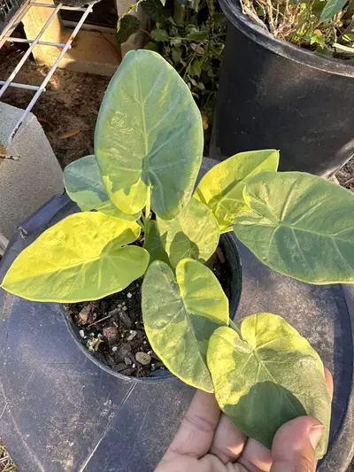 plant/Leucocasia Aurea and Wagyu-0-thumbnail