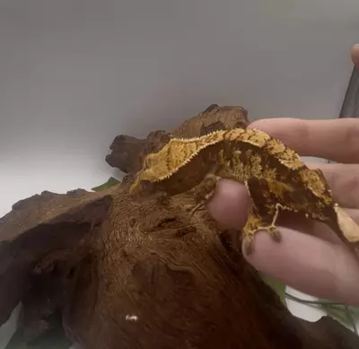 plant/Spaghetti - Tangerine Tri-Color-2-thumbnail