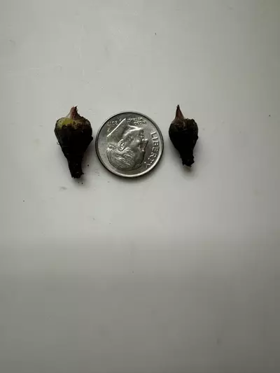 plant/Black Velvet Gold Corm-1-thumbnail