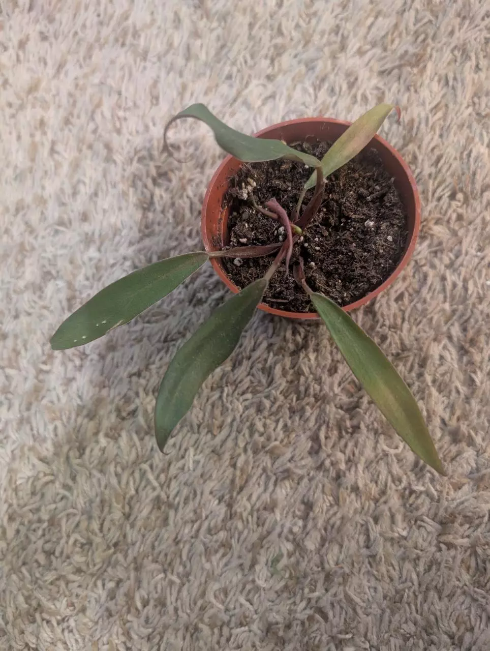 plant/Reverted Philodendron Caramel Marble #199-0