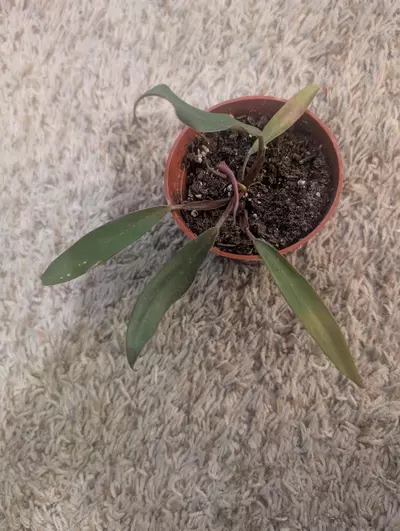 plant/Reverted Philodendron Caramel Marble #199-0-thumbnail