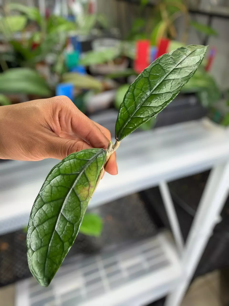 plant/@Roark bundle-0