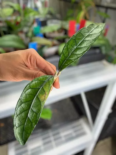 plant/@Roark bundle-0-thumbnail