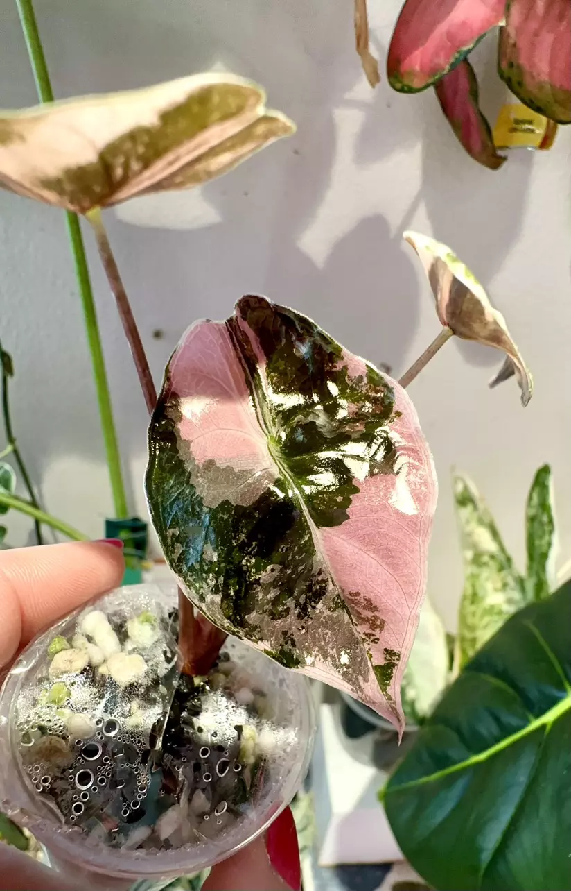 plant/PINK Chantrieri Alocasia-0