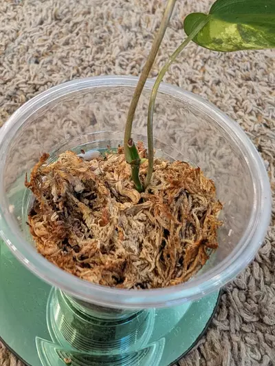 plant/Philodendron Micans Aurea #193-2-thumbnail