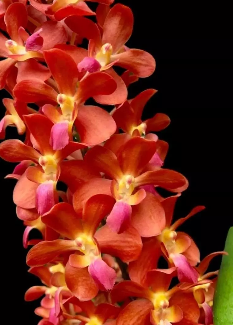 plant/Vanda Tango Fire Yellow Star- mounted orchid plant-0