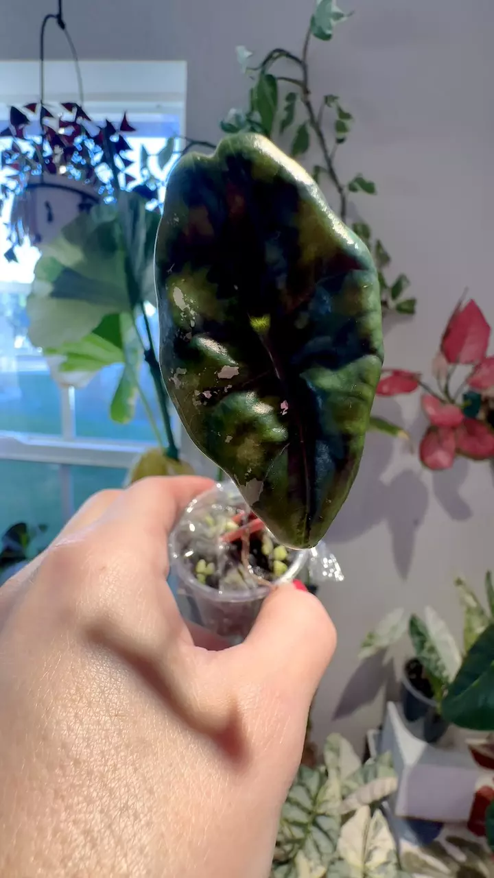 plant/PINK Chantrieri Alocasia-1