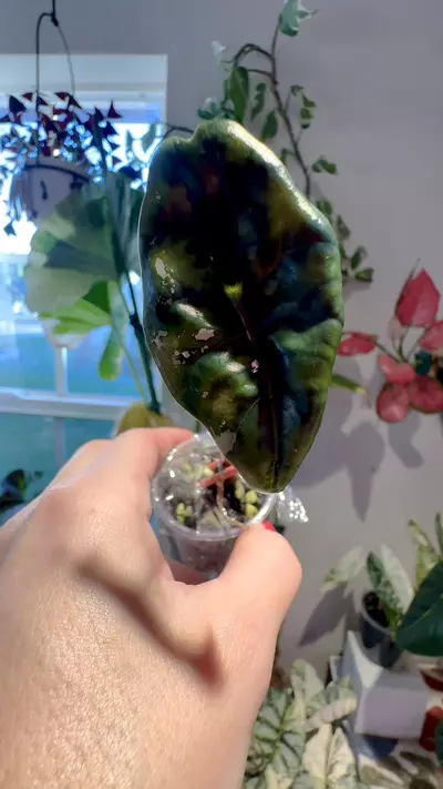 plant/PINK Chantrieri Alocasia-1-thumbnail