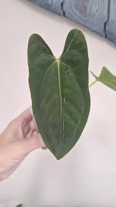 plant/Anthurium FSLR x BVEP-1-thumbnail