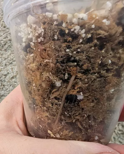 plant/Mutant Manjula Pothos #194-2-thumbnail