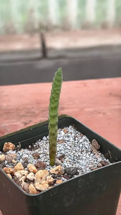 plant/Ps340 Bubline bruynsii-0-thumbnail