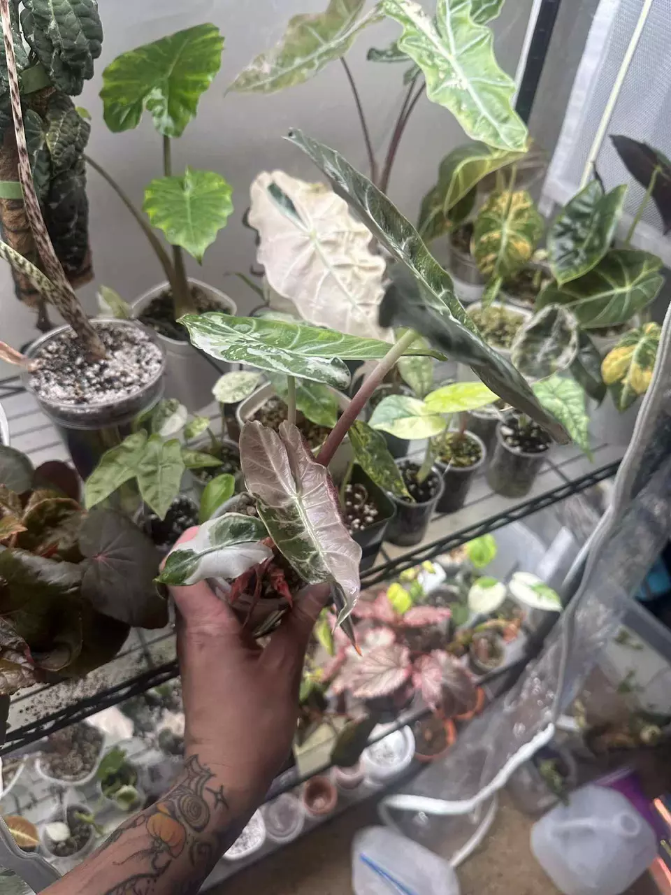 plant/Pink Dragon Albo/Pink Alocasia Corm-0