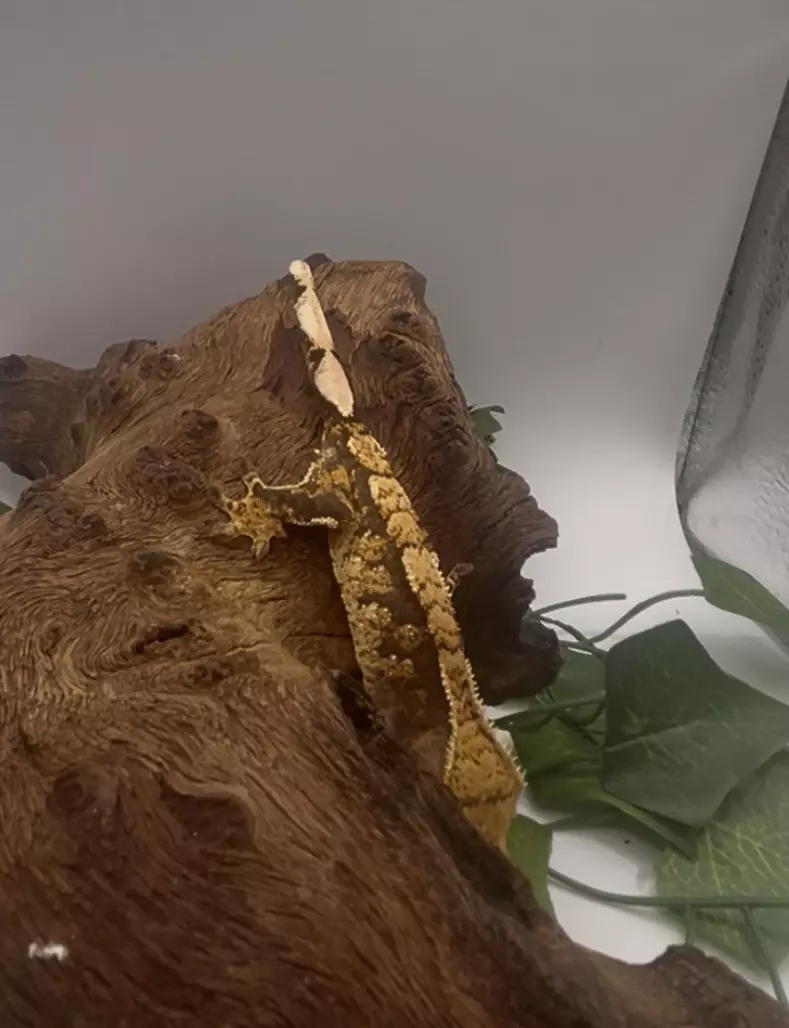 plant/Spaghetti - Tangerine Tri-Color-3