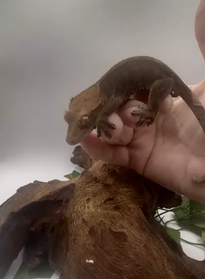 plant/Cappie - Dark RCK Cappuccino Male-1-thumbnail