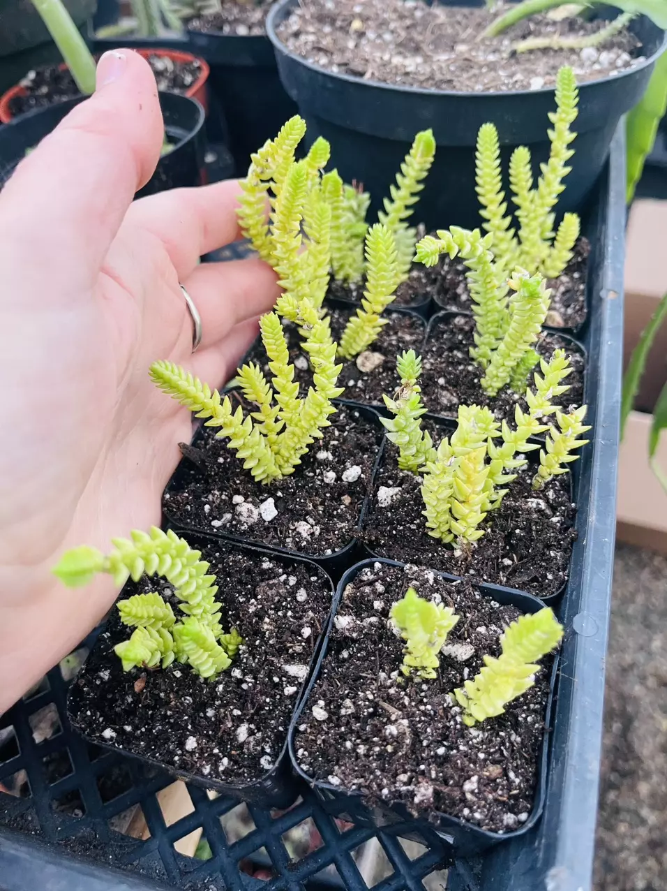 plant/Crassula Shimperi Phyturus 2”-1