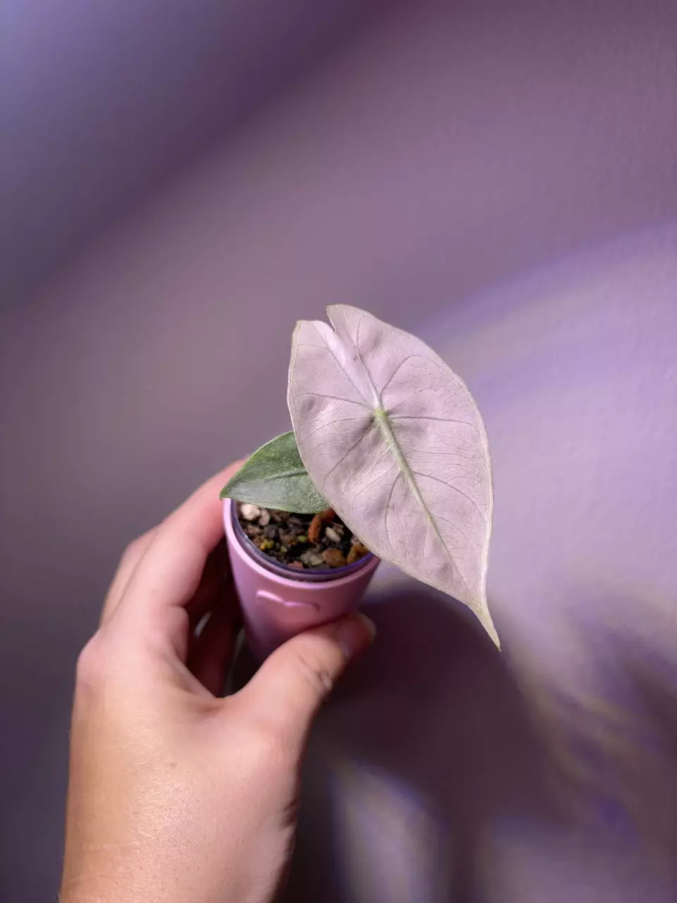 plant/✨Alocasia Pink Dragon Silver✨-0