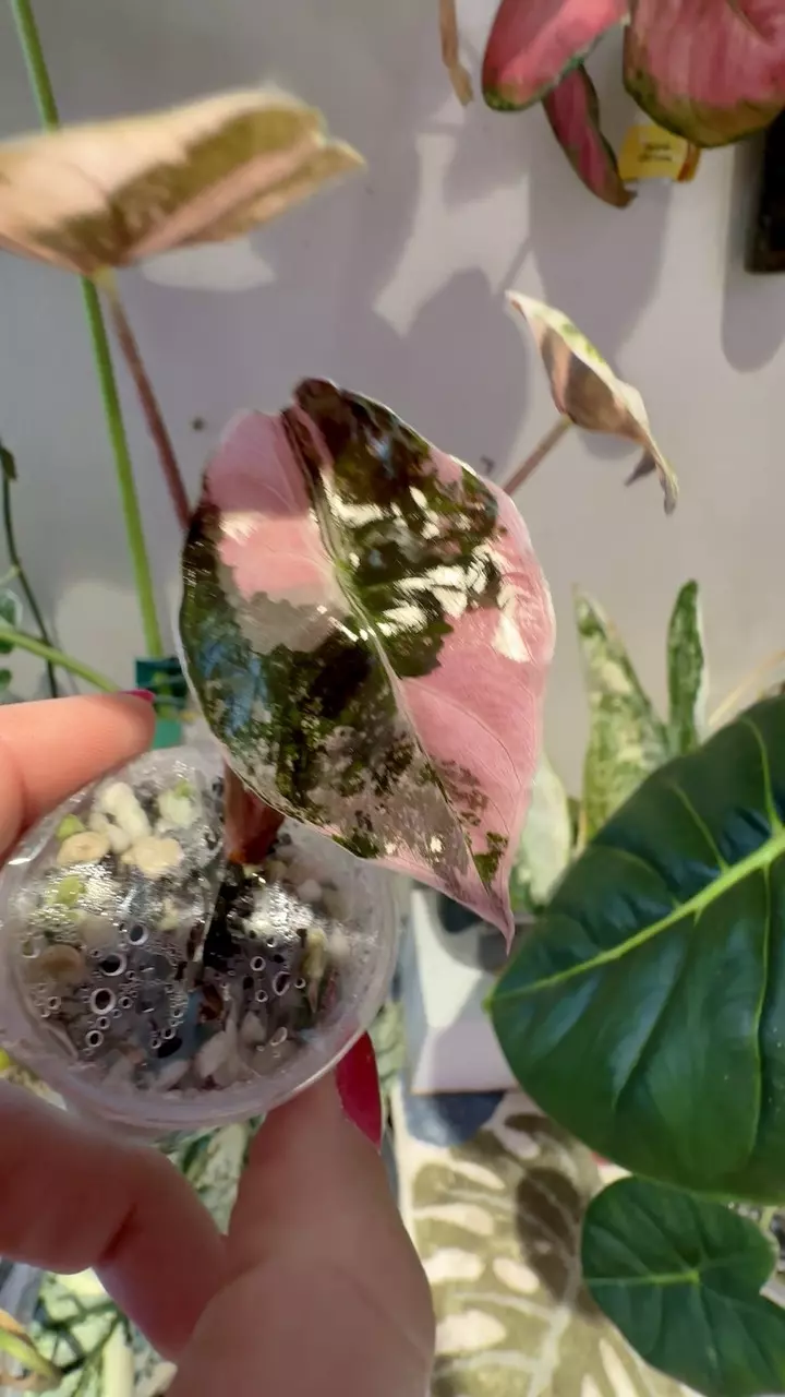 plant/PINK Chantrieri Alocasia-1