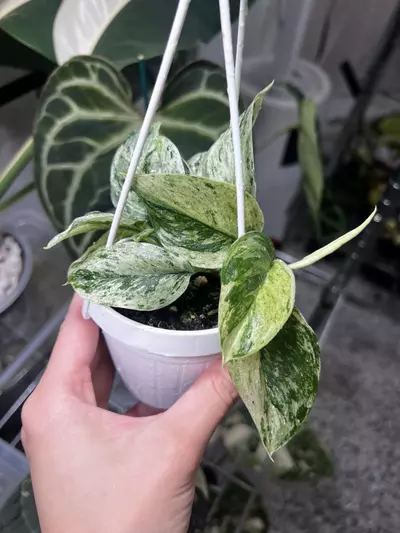 plant/Scindapsus Moonlight Treubii Marble 3” Hanging Basket-0-thumbnail