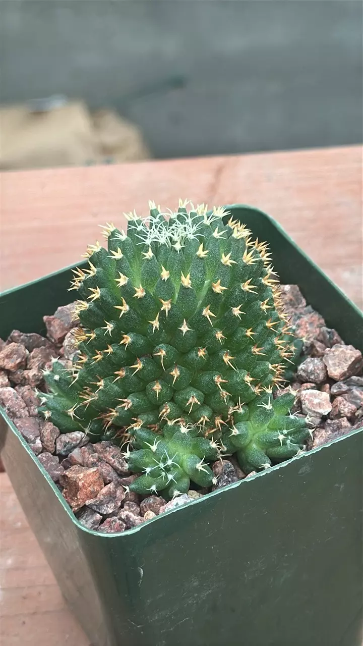 plant/Ps321 Mammillaria camptotricha cv. ‘Bru’-0