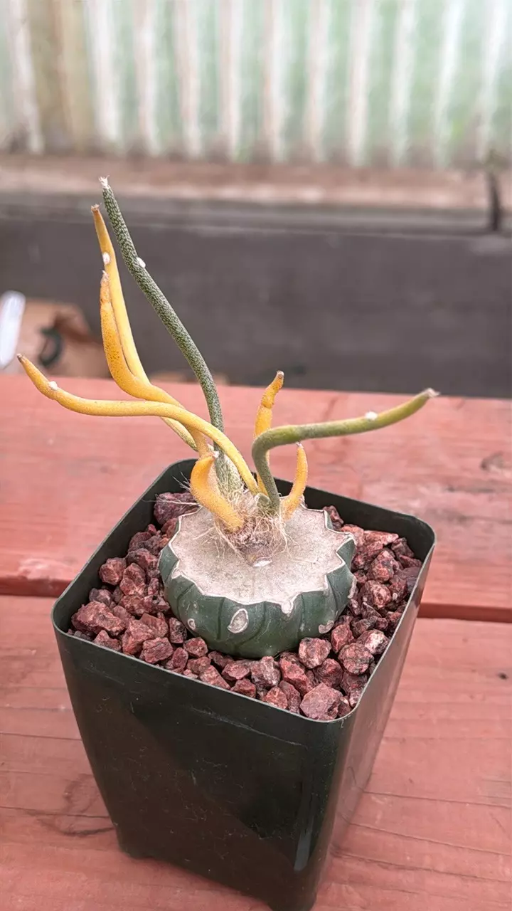 plant/Ps317 Astrophytum caput-medusae - variegated and grafted-0