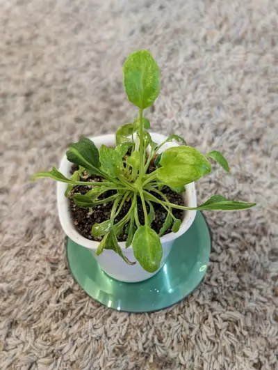 plant/Variegated Philodendron Xanadu #195-1-thumbnail