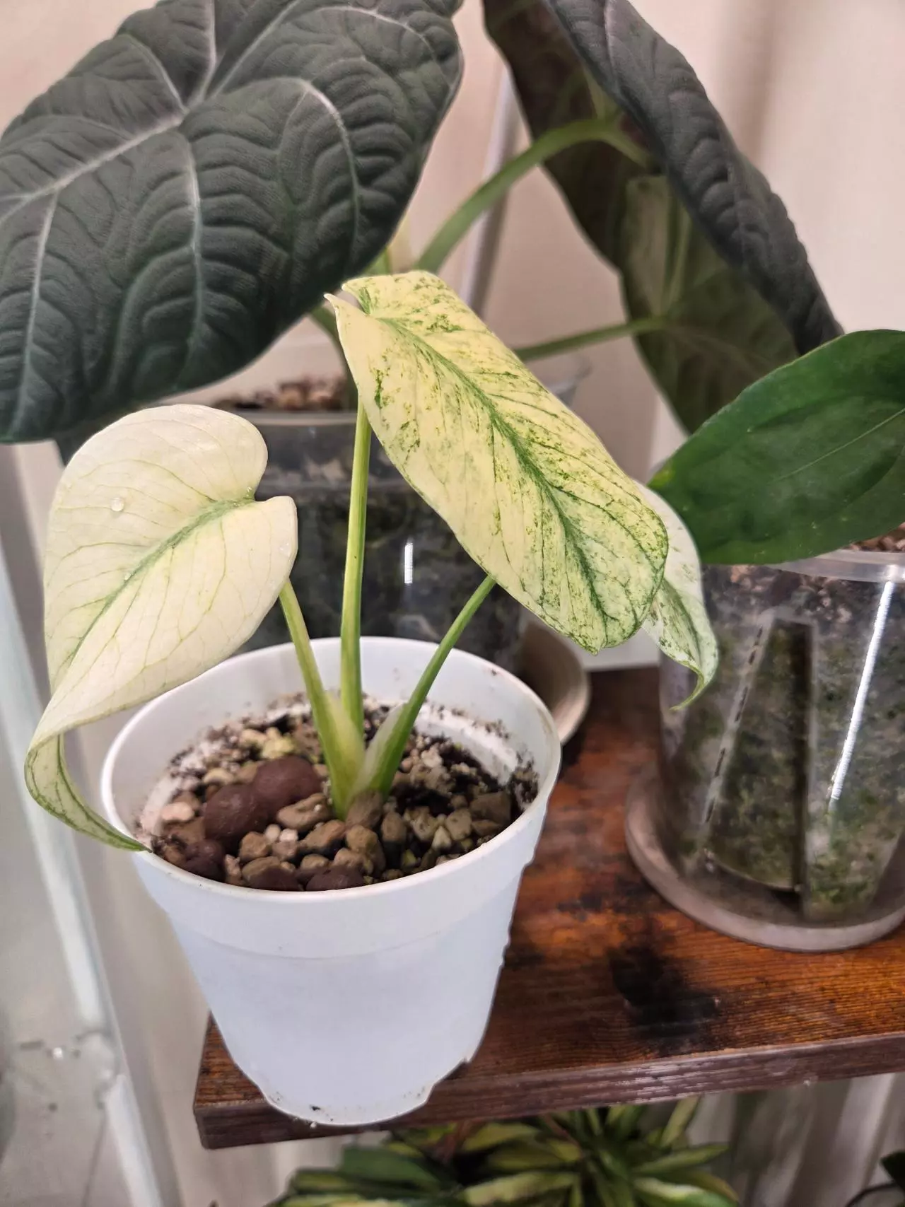 plant/Monstera White Monster-1