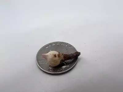 plant/0003 Alocasia Plumbae Corm-4-thumbnail