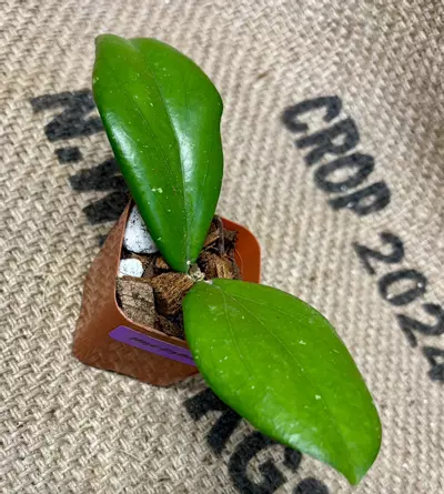 plant/Hoya Erythrina-4-thumbnail