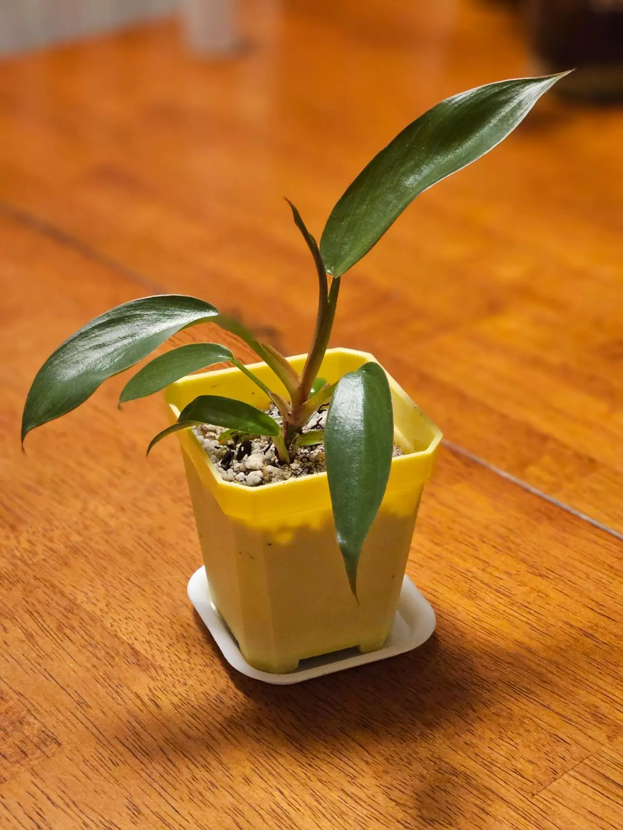 plant/Philo FL Bronze-0