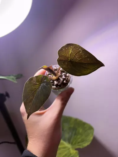 plant/✨Alocasia Wentii Pink Splash ✨-2-thumbnail