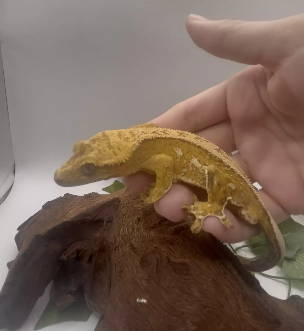 plant/Cashew - Vibrant Yellow Harlequin-0