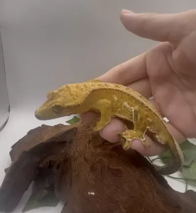 plant/Cashew - Vibrant Yellow Harlequin-0-thumbnail