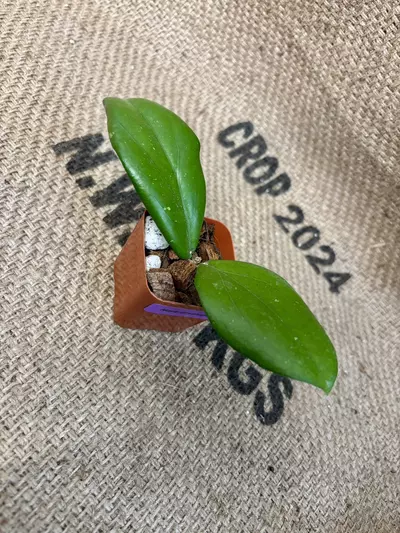 plant/Hoya Erythrina-2-thumbnail