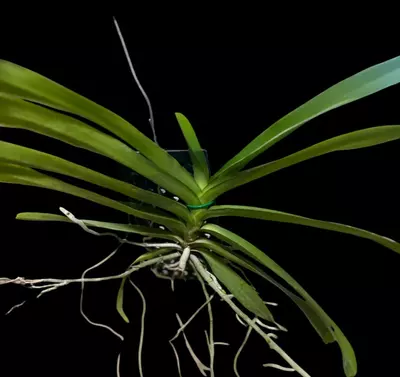 plant/Vanda Tango Fire Yellow Star- mounted orchid plant-3-thumbnail