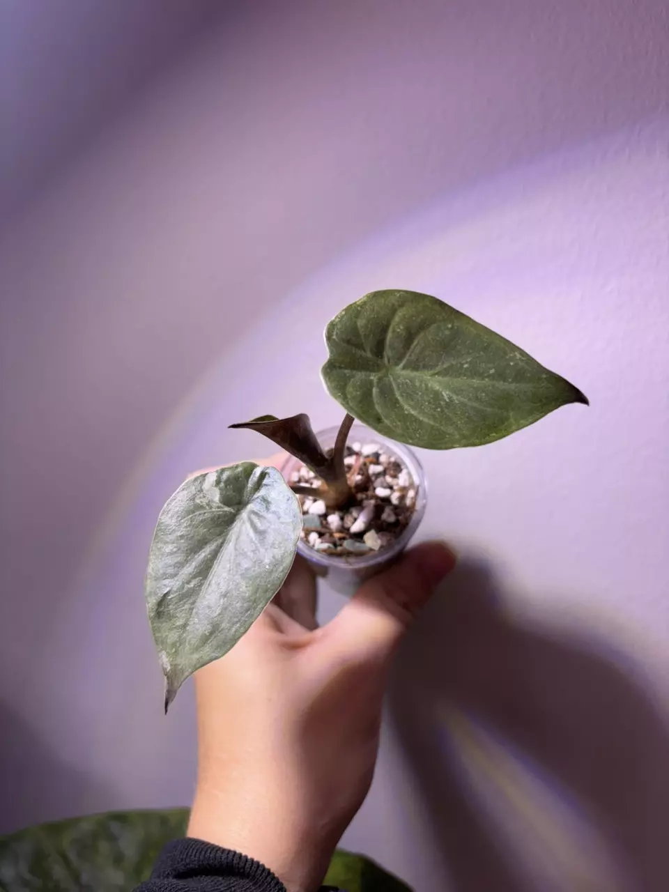 plant/✨Alocasia Wentii Pink Splash ✨-0