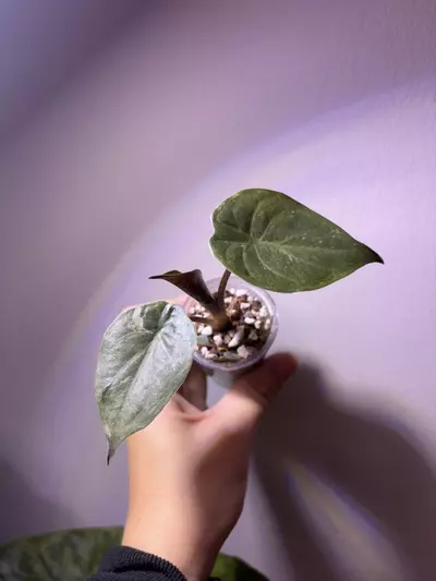 plant/✨Alocasia Wentii Pink Splash ✨-0-thumbnail