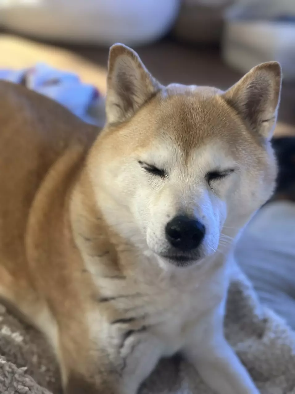 heat_pack/Heat packs-0