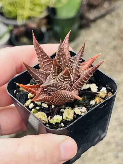 plant/Haworthia Limifolia, 2”-0-thumbnail