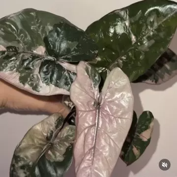 plant/0003 Alocasia Plumbae Corm-3-thumbnail