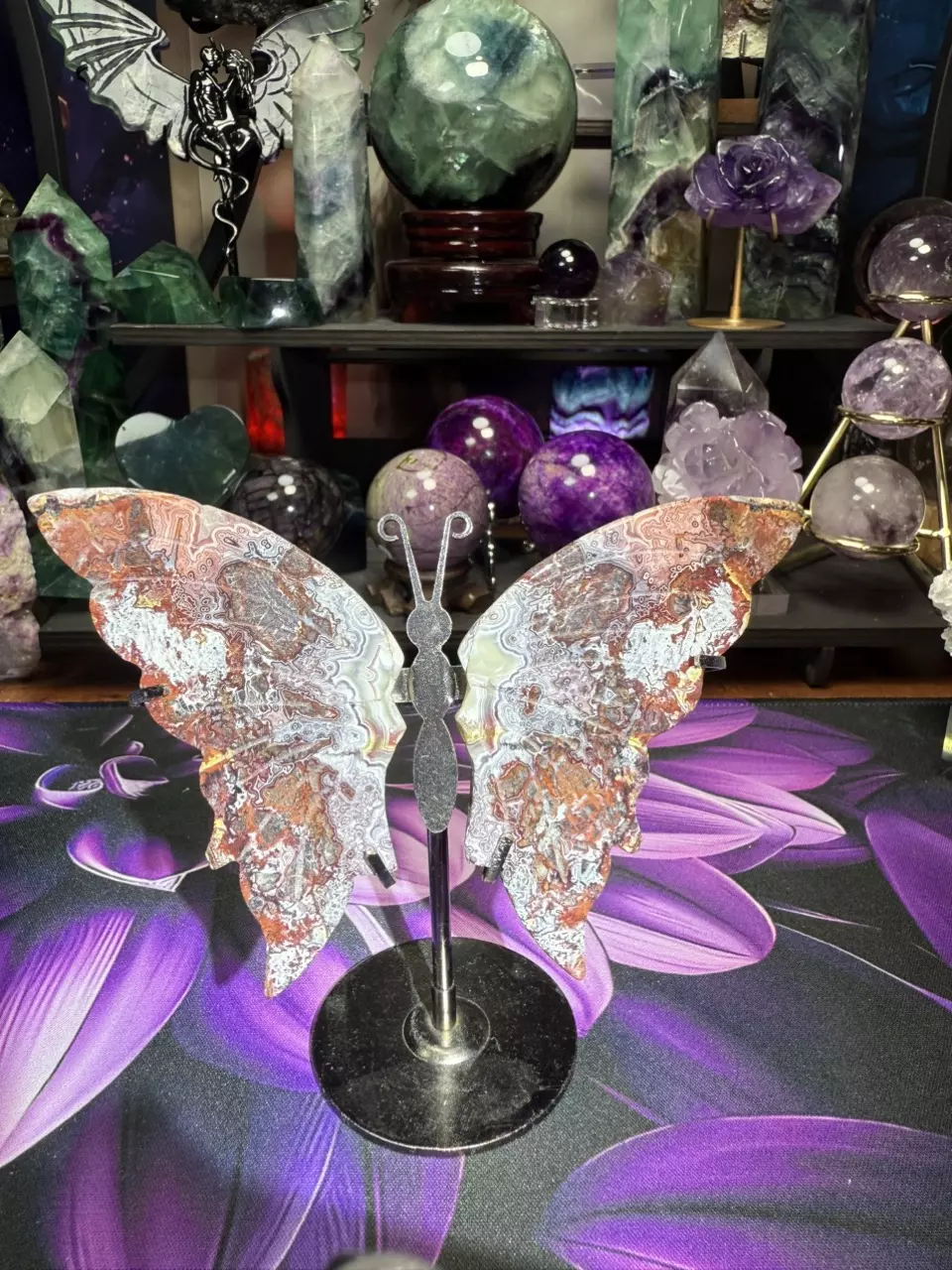 plant/Crazy Lace Butterfly wings w/holder-3