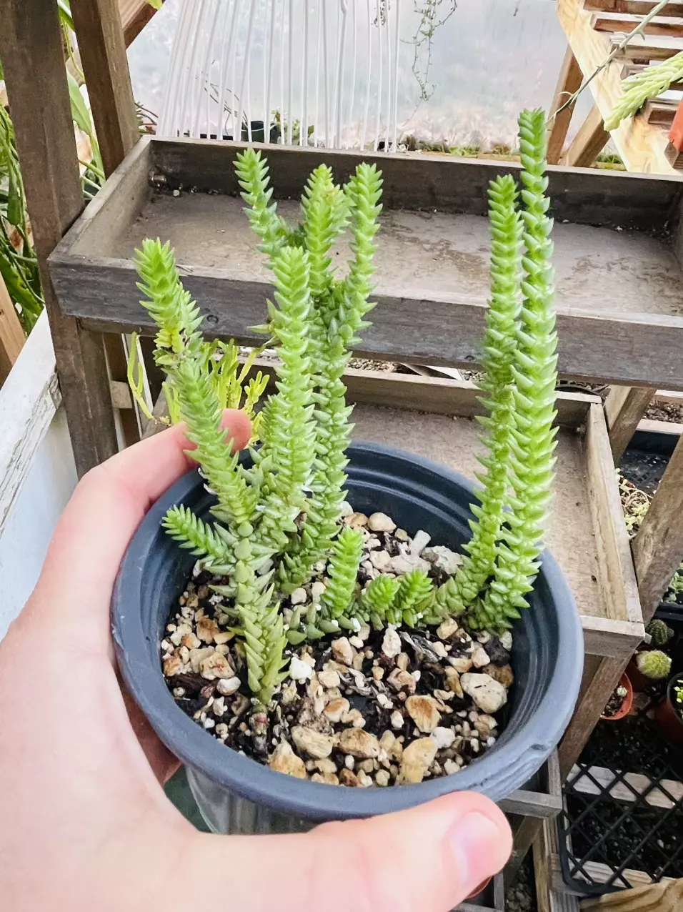 plant/Crassula Shimperi Phyturus 2”-2