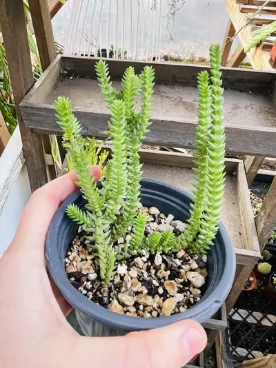 plant/Crassula Shimperi Phyturus 2”-2-thumbnail