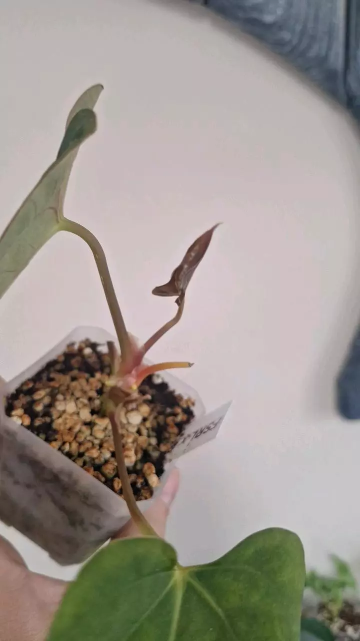 plant/Anthurium FSLR x BVEP-2