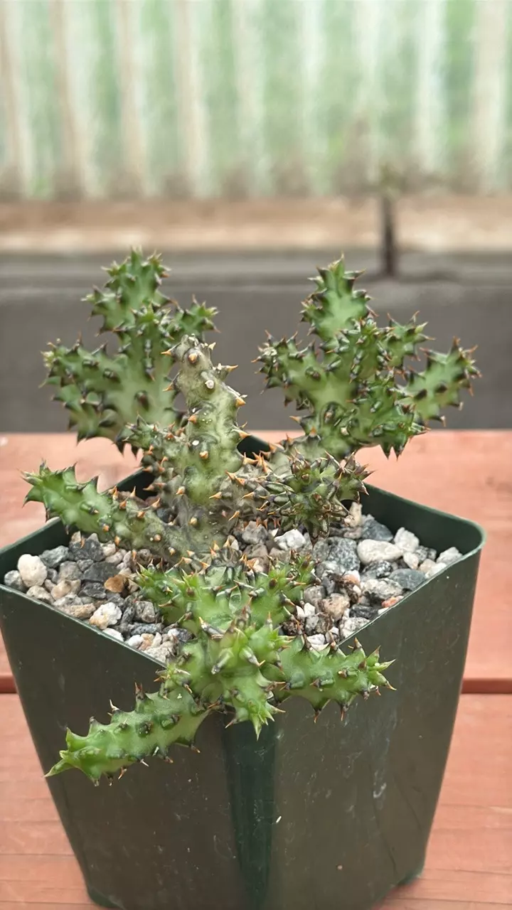 plant/Ps332 Edithcolea grandis vat. grandis-0