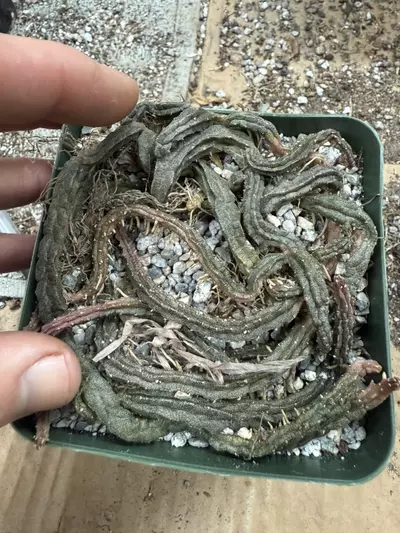 plant/e malum GC-0-thumbnail