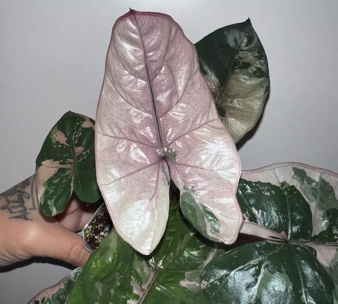 plant/0003 Alocasia Plumbae Corm-0