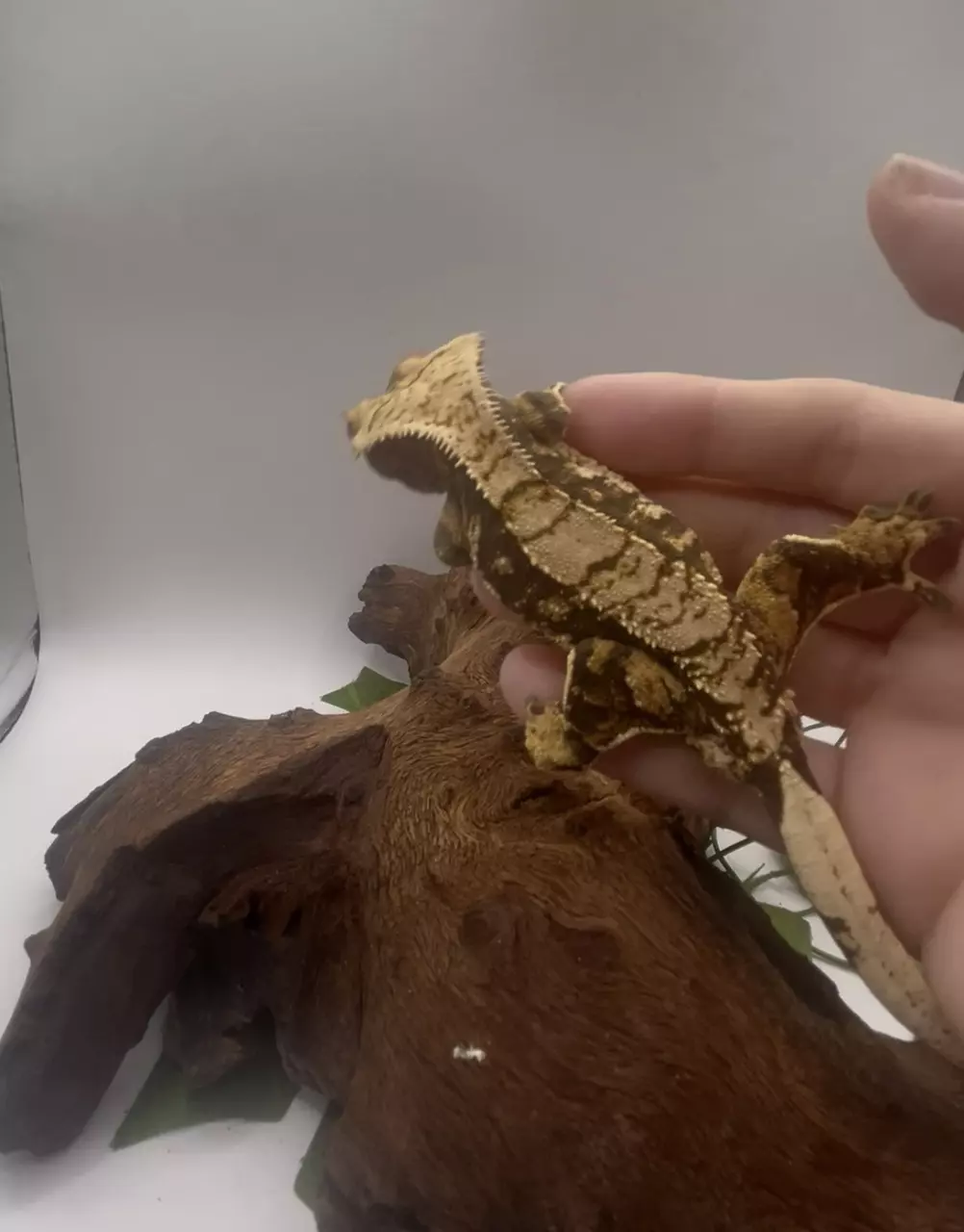 plant/Tokyo - Tri-Color Extreme By Altitude Exotics-1