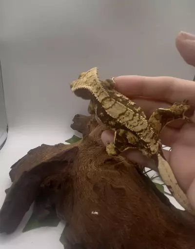 plant/Tokyo - Tri-Color Extreme By Altitude Exotics-1-thumbnail