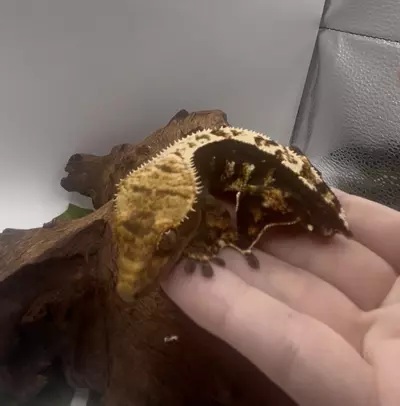 plant/Zephyr- Stunning Dark Tri-Color Extreme Harlequin-1-thumbnail