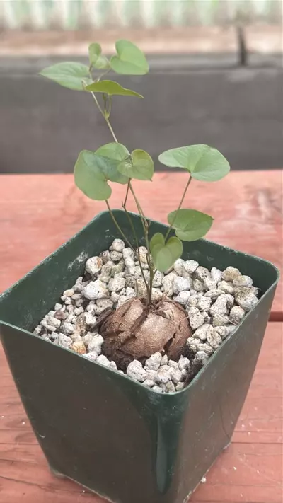 plant/Ps313 Dioscorea elephantipes-0-thumbnail